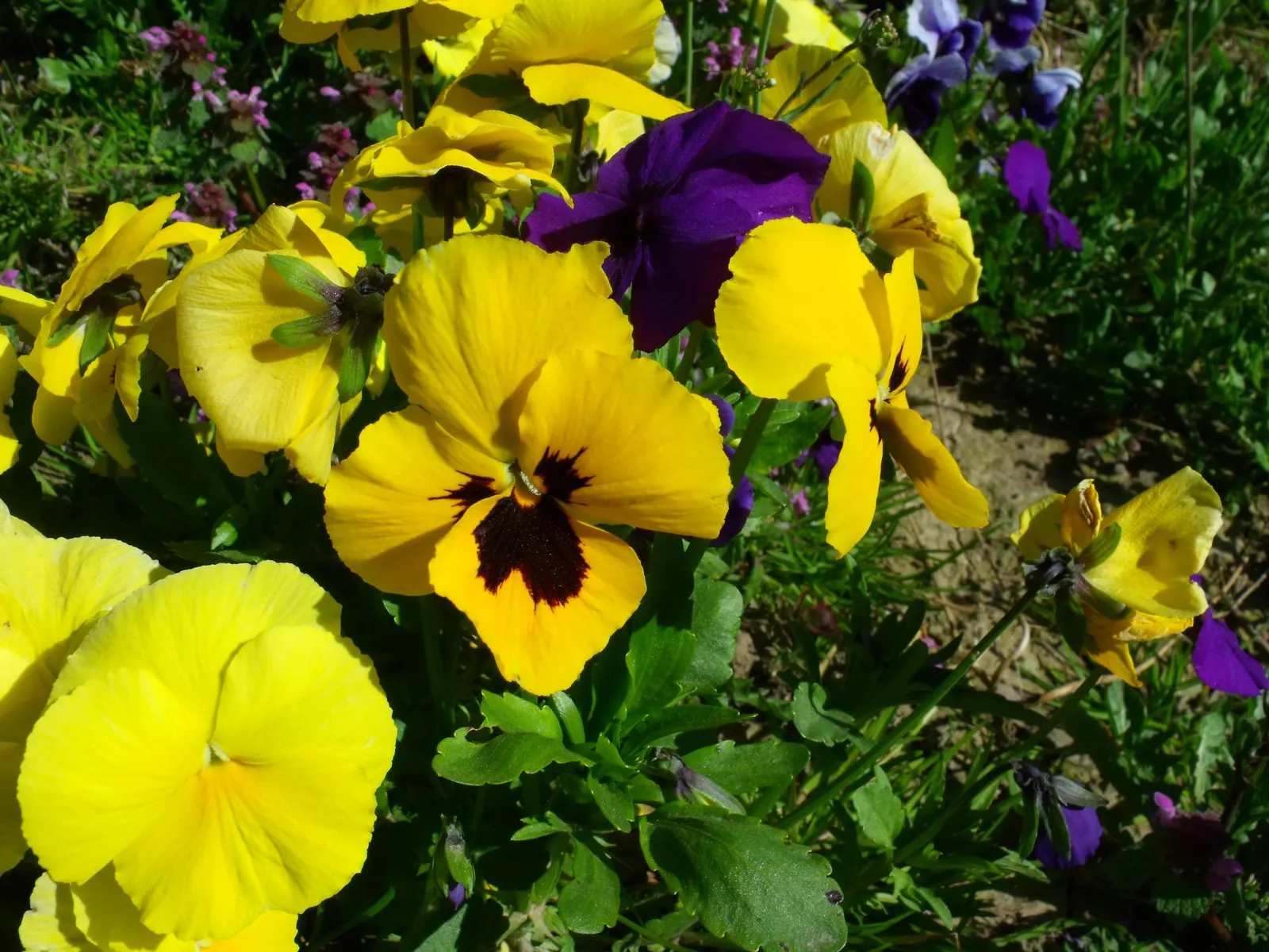 Common Pansy (Viola X Wittrockiana) — The Common Pansy (Viola x wittrockiana) is a versatile and vibrant flowering plant; they prefer well-drained, image 127