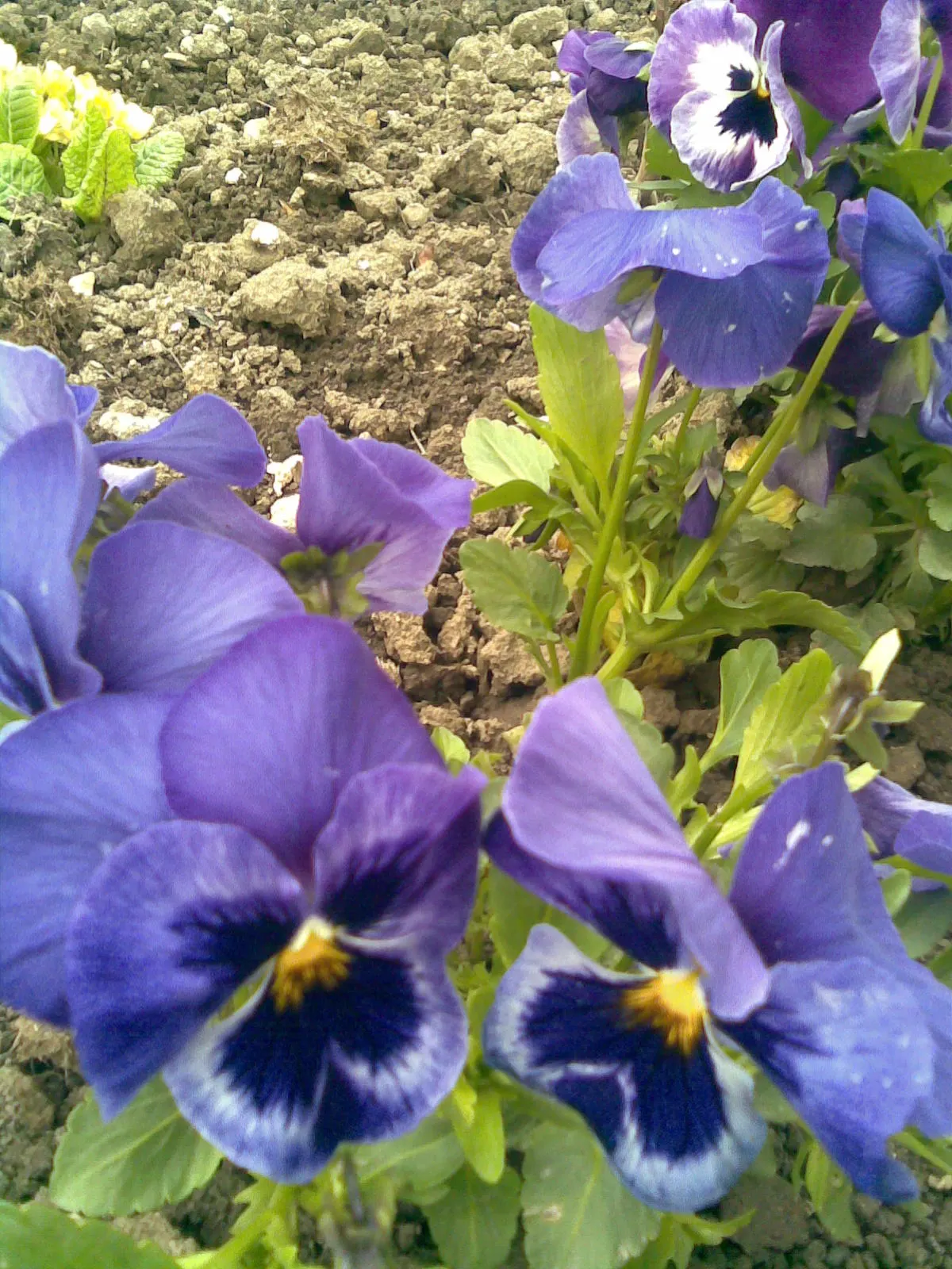 Common Pansy (Viola X Wittrockiana) — multi-colored and yellow flowers in the garden; which measure about 2 to 4 inches across, image 118