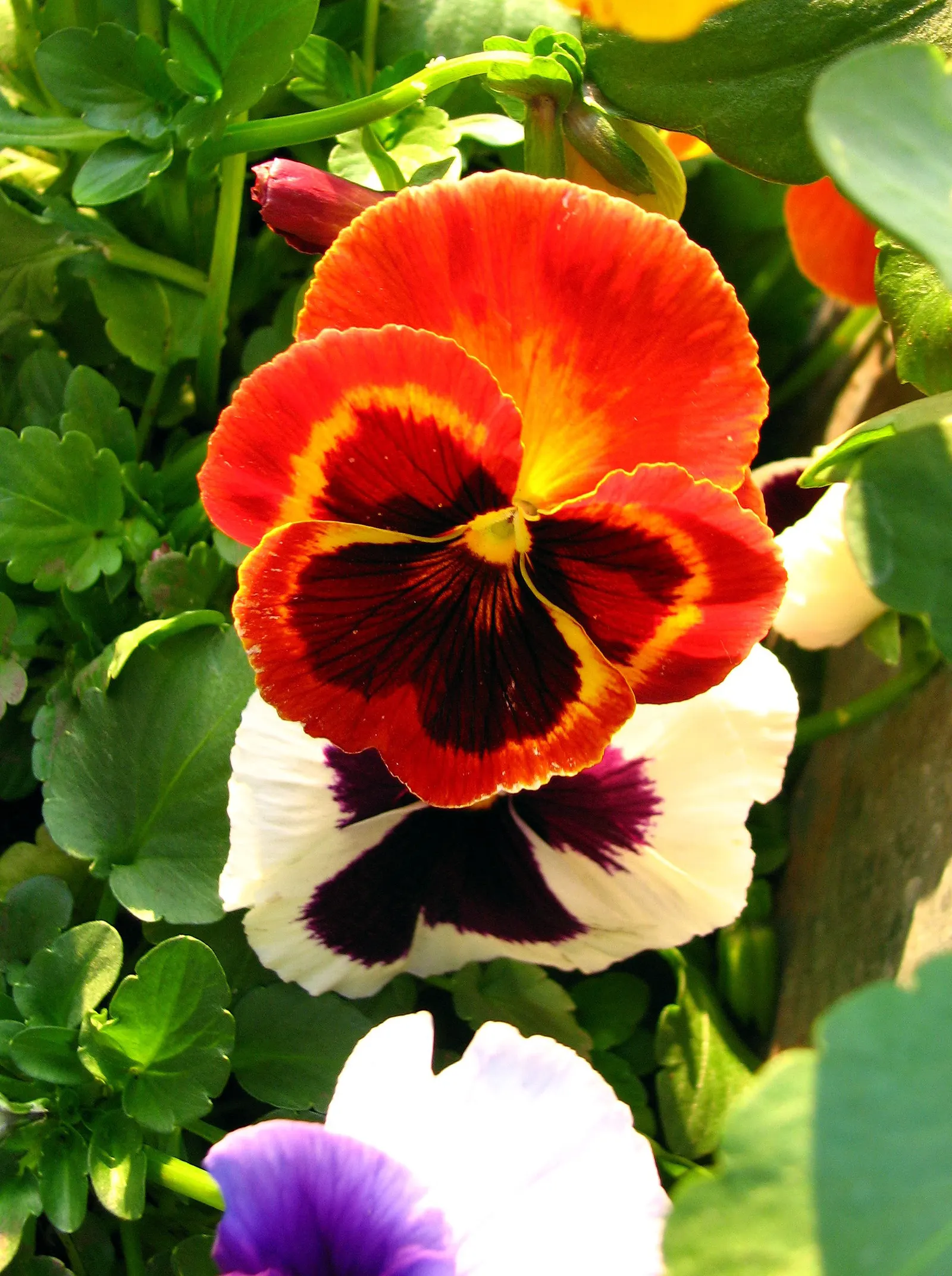 Common Pansy (Viola X Wittrockiana) — While pansies are cold-hardy; typically growing to about 6-9 inches in height and spreading up to 9-12 inches