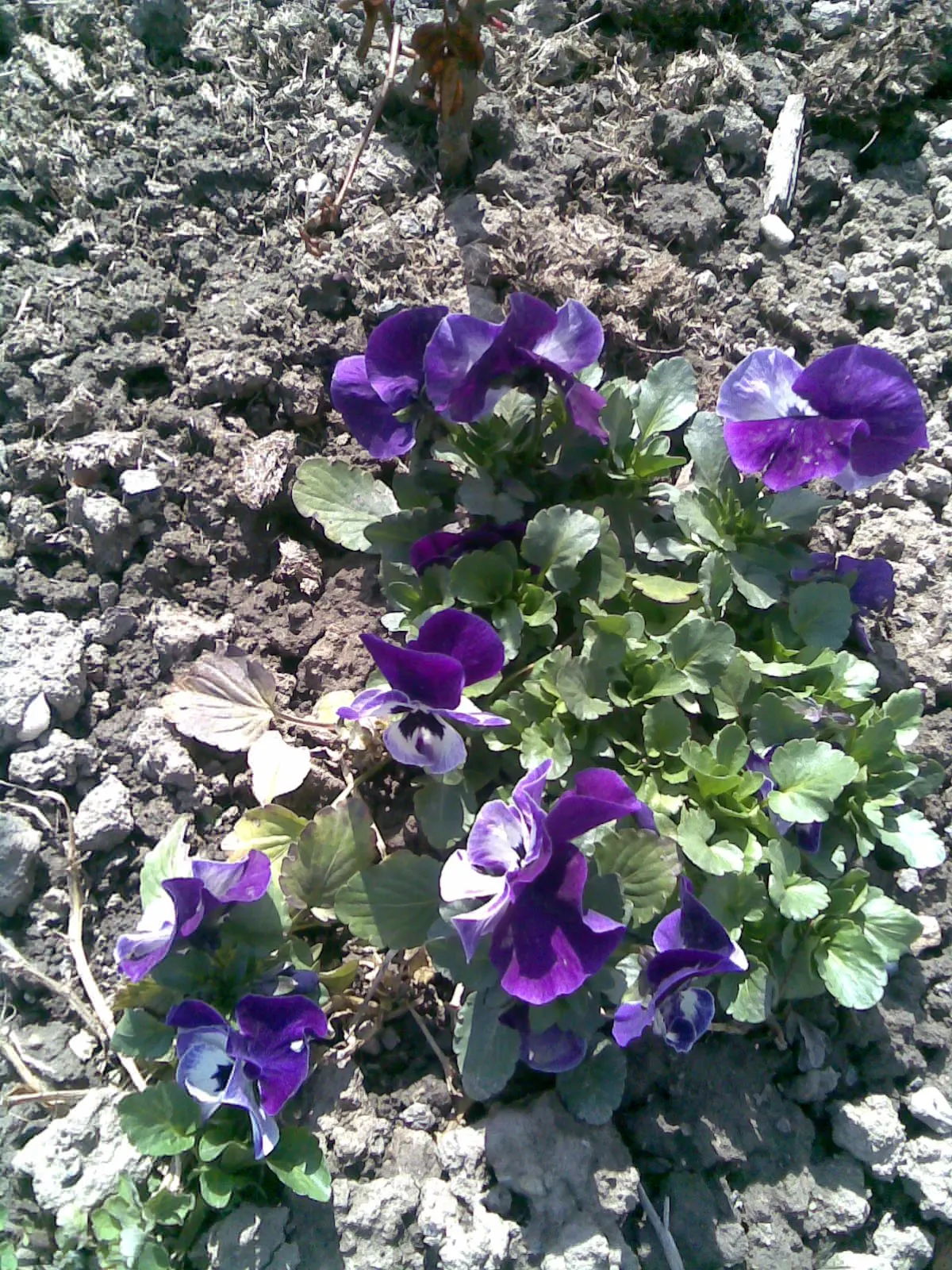 Common Pansy (Viola X Wittrockiana) — integrating seamlessly into a garden's ecosystem; the Common Pansy (Viola x wittrockiana) stands out with a, image 82