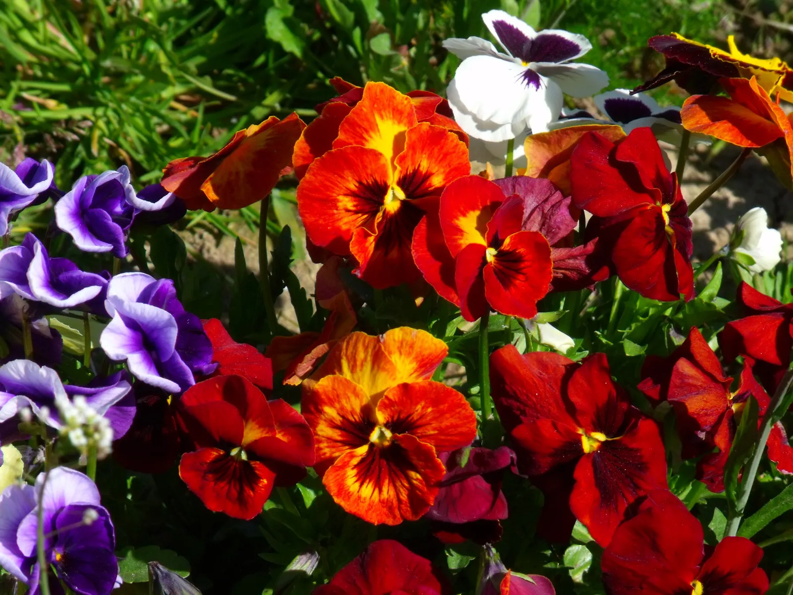Common Pansy (Viola X Wittrockiana) — pansies can attract pollinators such as butterflies; remind them to water regularly, image 81
