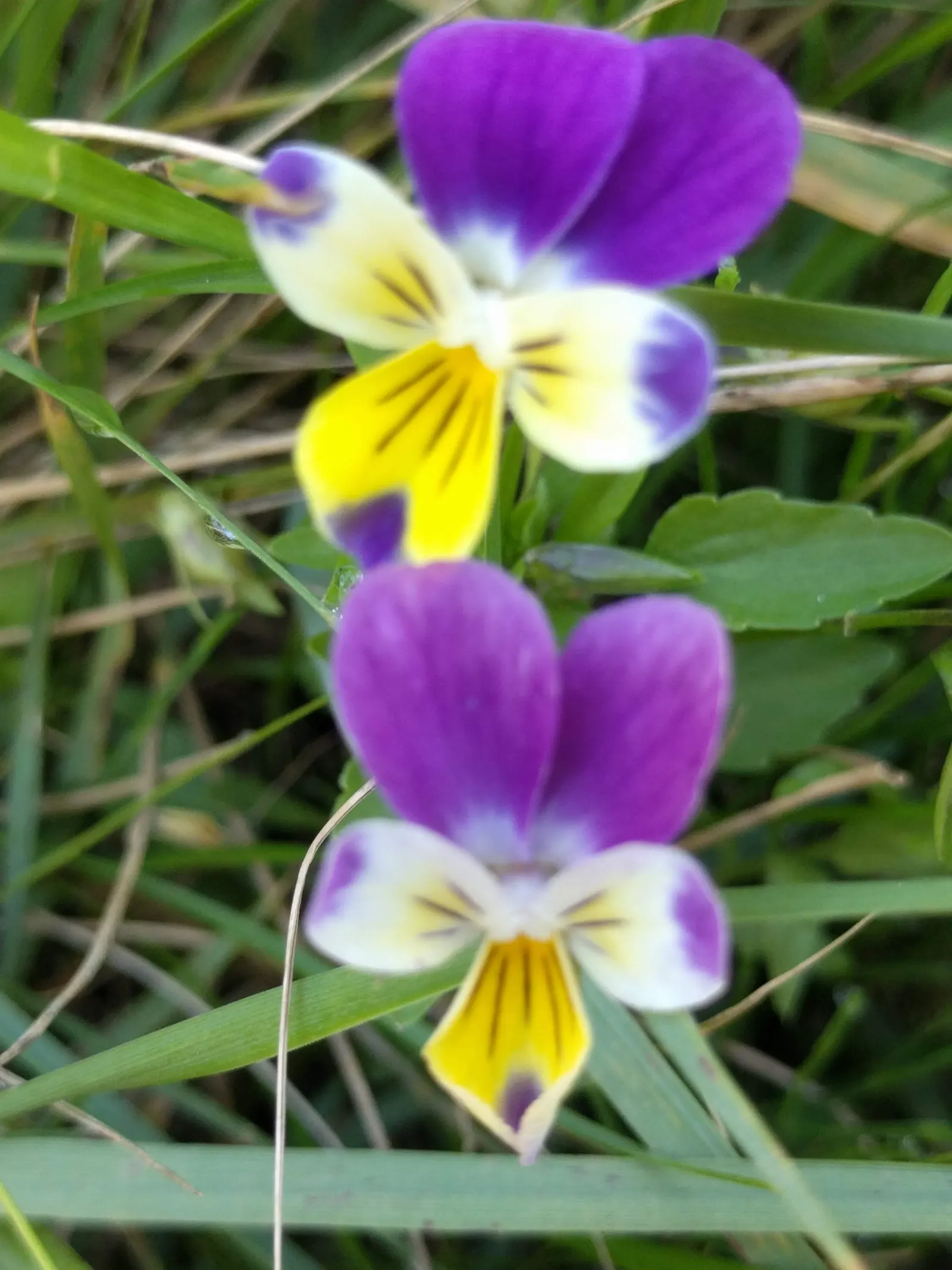 Common Pansy (Viola X Wittrockiana) — With minimal maintenance, these charming blooms will contribute eye-catching beauty to any garden design; pansies add a