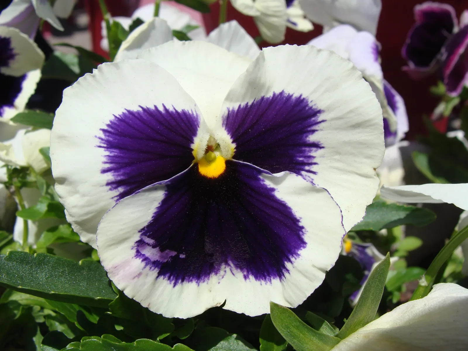 Common Pansy (Viola X Wittrockiana) — Pansies add a splash of color in spring and fall, being frost-tolerant and blooming with proper deadheading, image 96