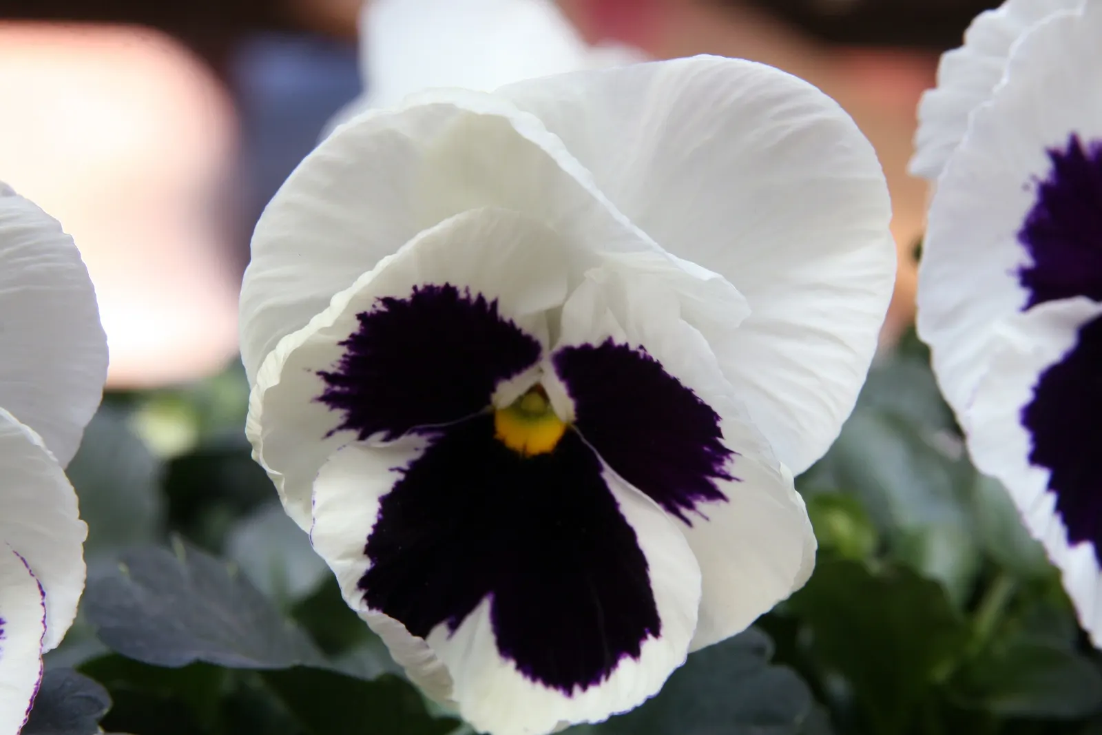 Common Pansy (Viola X Wittrockiana) — which measure about 2 to 4 inches across