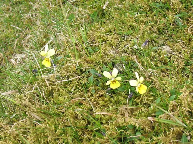 Common Pansy (Viola X Wittrockiana) — Pansies add a splash of color in spring and fall, being frost-tolerant and blooming with proper deadheading, image 126