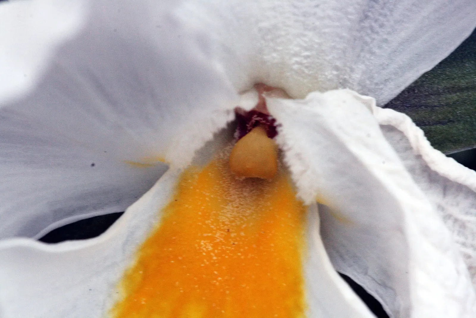 Common Pansy (Viola X Wittrockiana) — offer a prolonged display from early spring through late fall