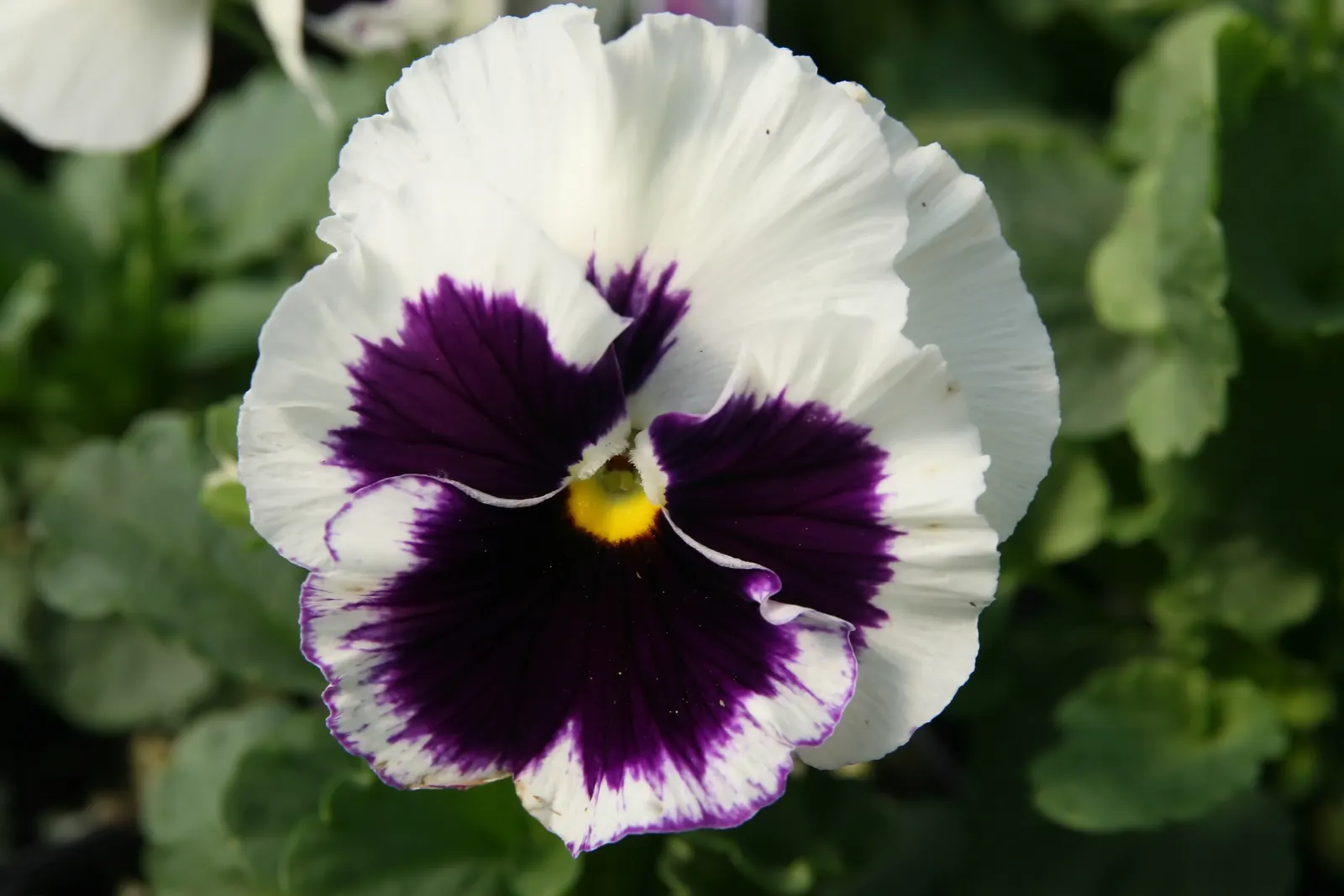 Common Pansy (Viola X Wittrockiana) — annual with multi-colored and yellow blooms; making them ideal for cooler planting zones