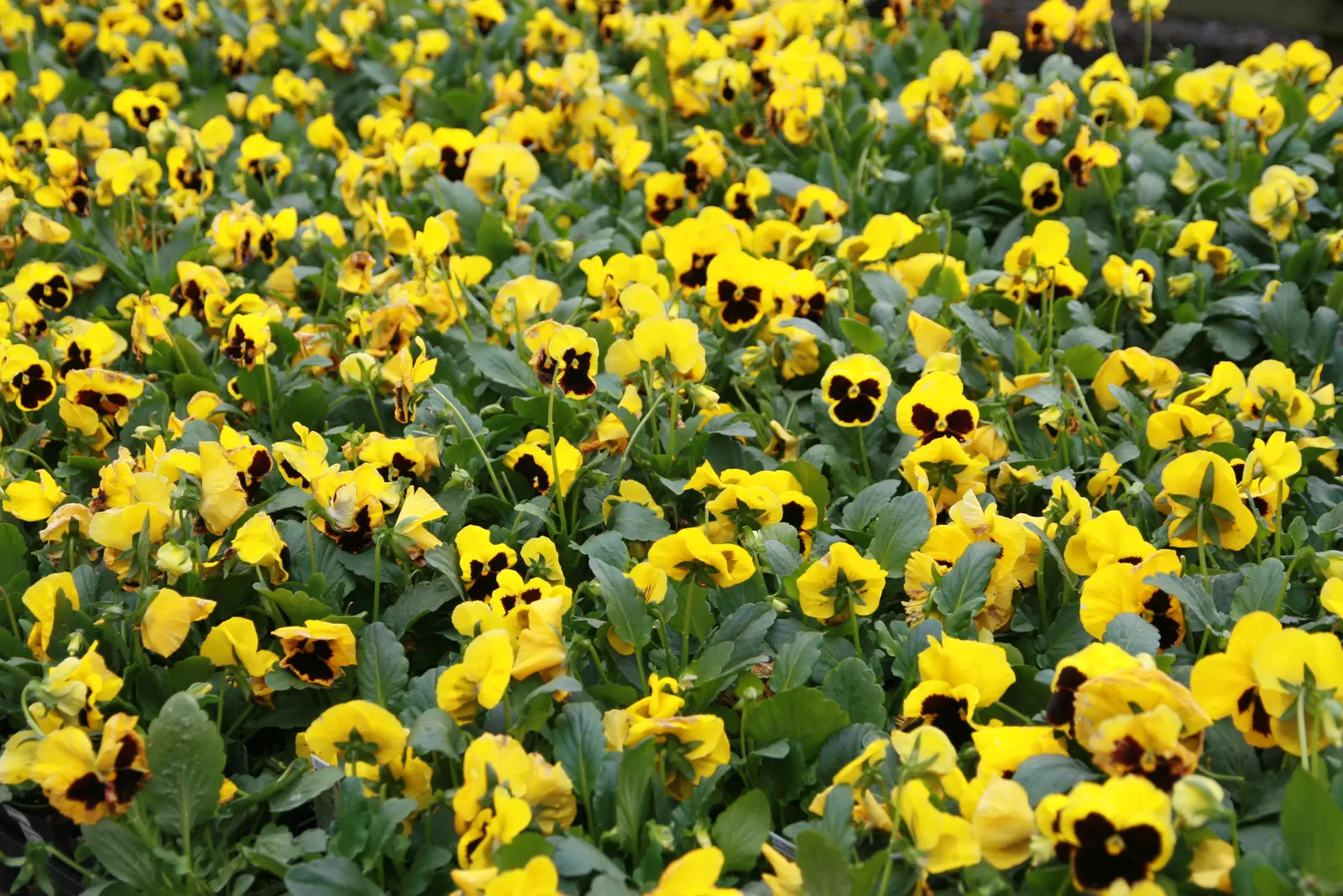 Common Pansy (Viola X Wittrockiana) — though be mindful to avoid waterlogging; annual with multi-colored and yellow blooms