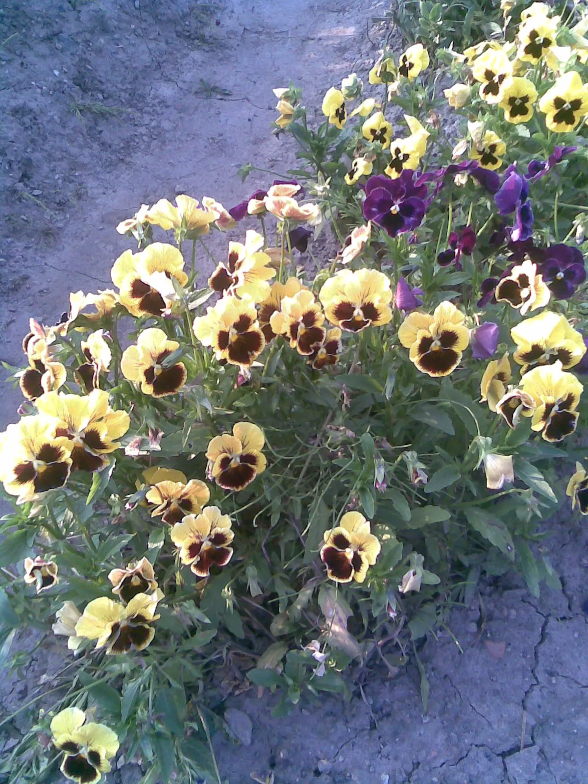 Common Pansy (Viola X Wittrockiana) — often with charming face-like center markings; pansies can attract pollinators such as butterflies, image 102