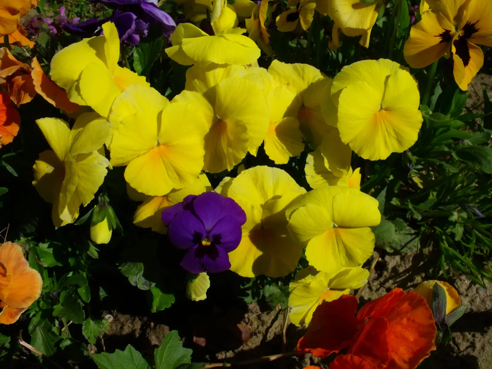 Common Pansy (Viola X Wittrockiana) — annual with multi-colored and yellow blooms