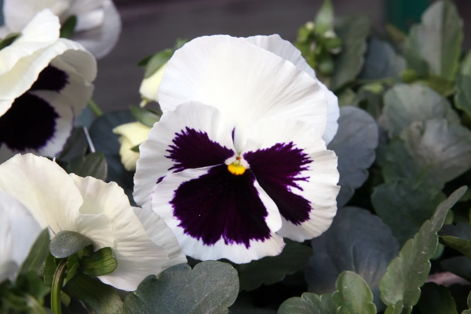 Common Pansy (Viola X Wittrockiana) — highly favored in landscape design for its array of vivid colors and robust adaptability; when advising, image 128