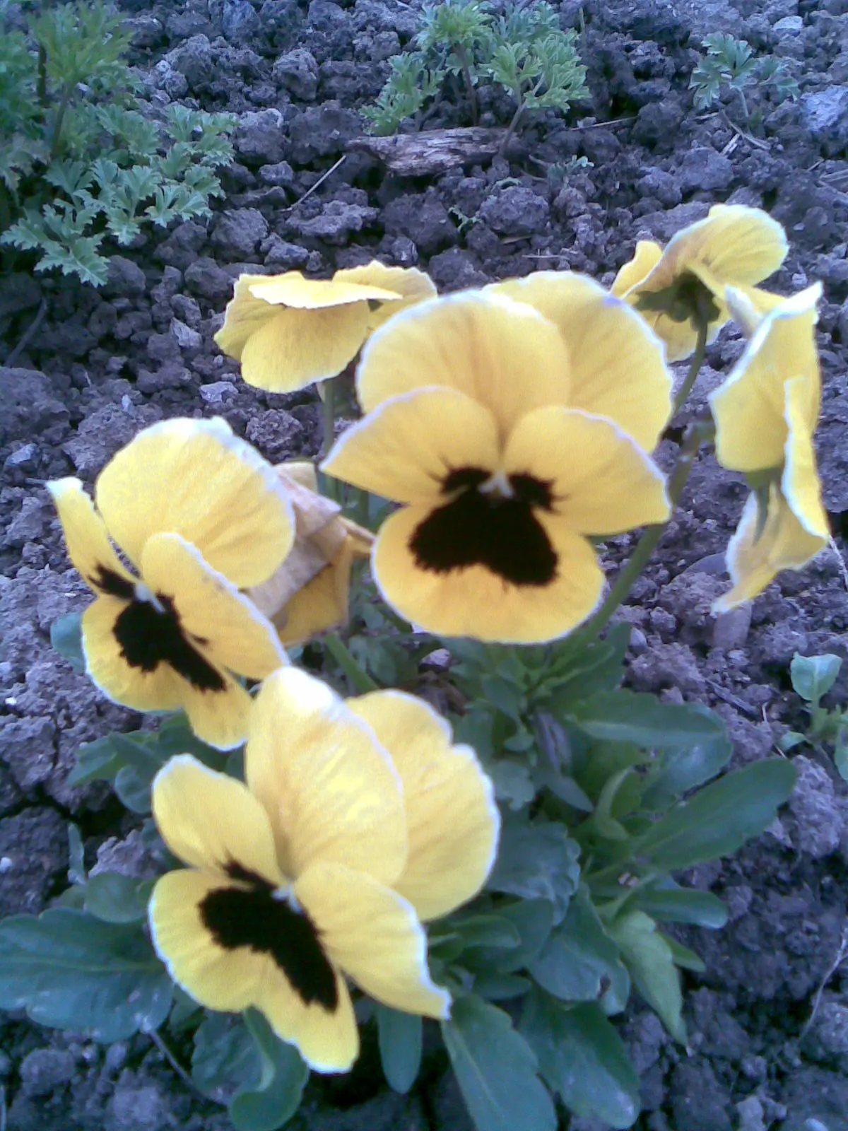 Common Pansy (Viola X Wittrockiana) — Typically growing to about 6-9 inches in height and spreading up to 9-12 inches; while pansies are cold-hardy, image 93