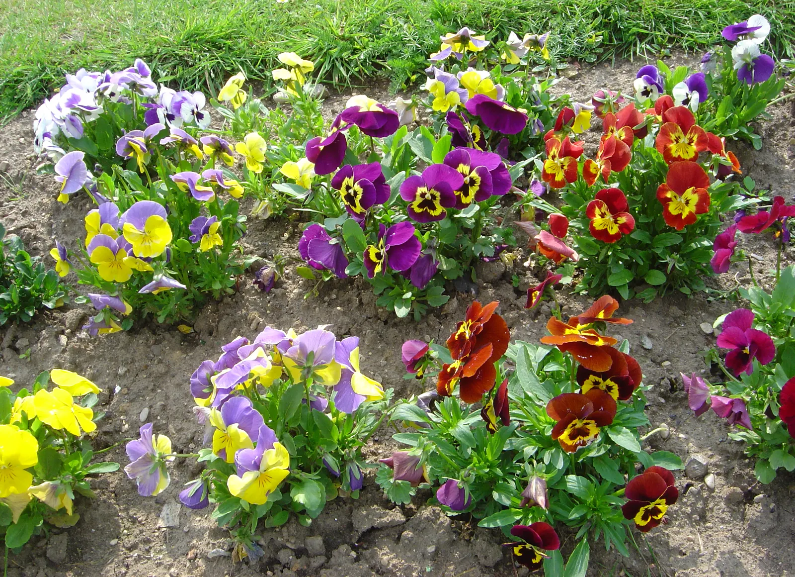 Common Pansy (Viola X Wittrockiana) — and a location that receives full to partial sunlight; though be mindful to avoid waterlogging, image 107