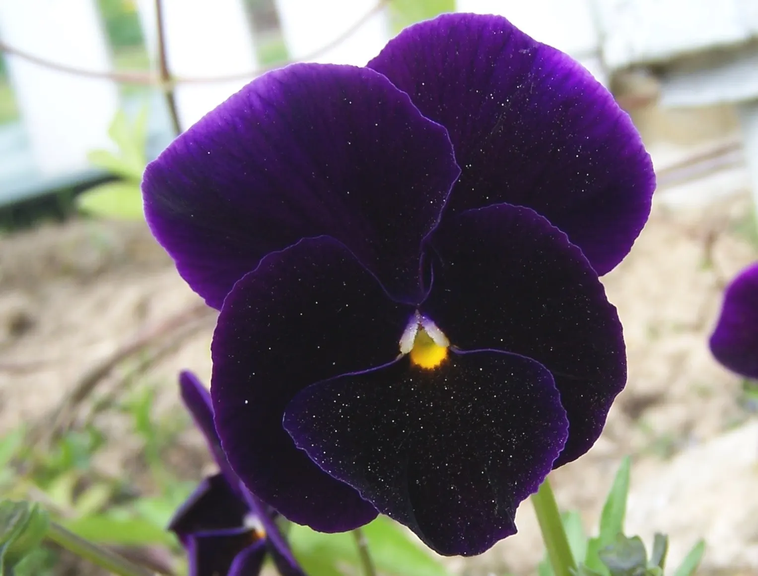 Common Pansy (Viola X Wittrockiana) — When advising clients on care
