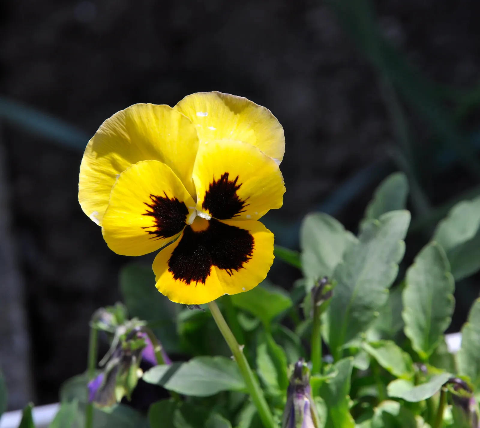 Common Pansy (Viola X Wittrockiana) — as pansies perform best with consistent moisture