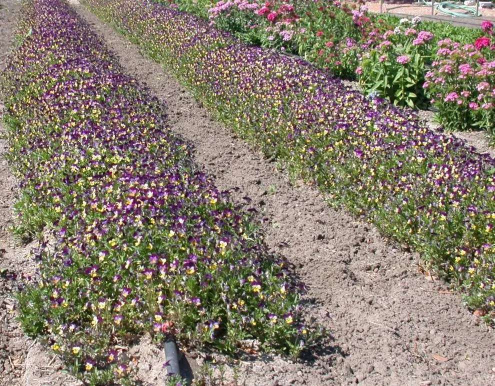 Common Pansy (Viola X Wittrockiana) — The Common Pansy (Viola x wittrockiana) is a versatile and vibrant flowering plant; they prefer well-drained, image 67