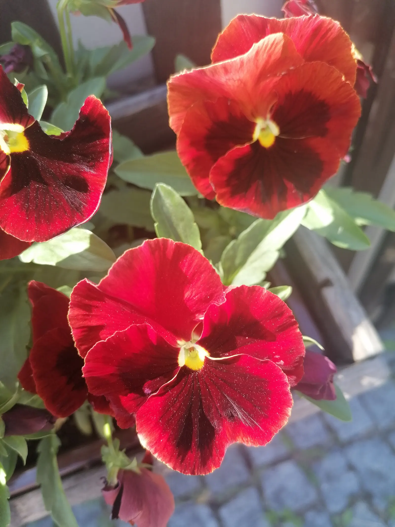 Common Pansy (Viola X Wittrockiana) — With minimal maintenance, these charming blooms will contribute eye-catching beauty to any garden design