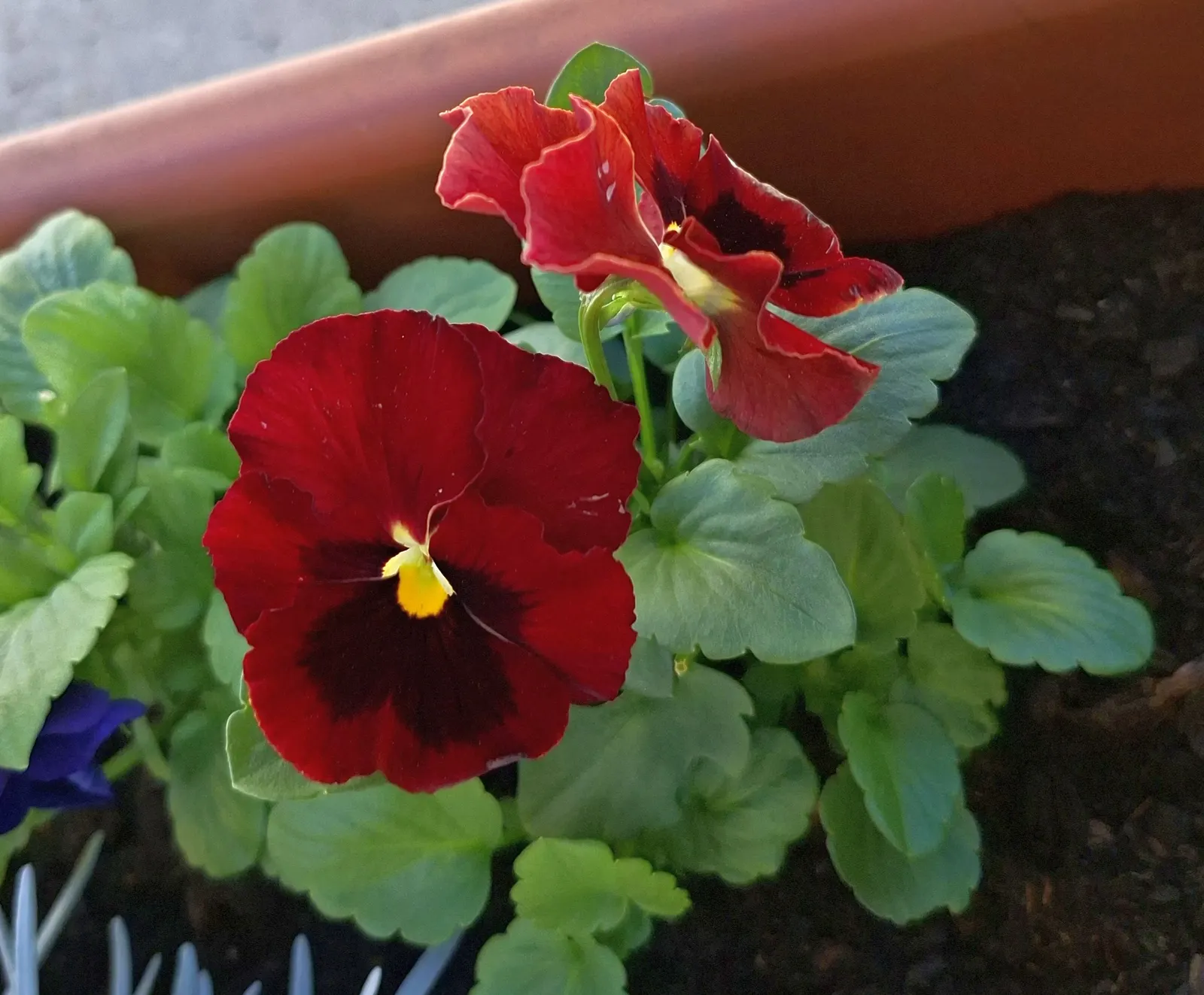 Common Pansy (Viola X Wittrockiana) — offer a prolonged display from early spring through late fall; it prefers full to partial sun and, image 74