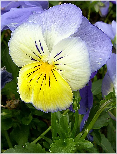 Common Pansy (Viola X Wittrockiana) — annual with multi-colored and yellow blooms; making them ideal for cooler planting zones, image 89