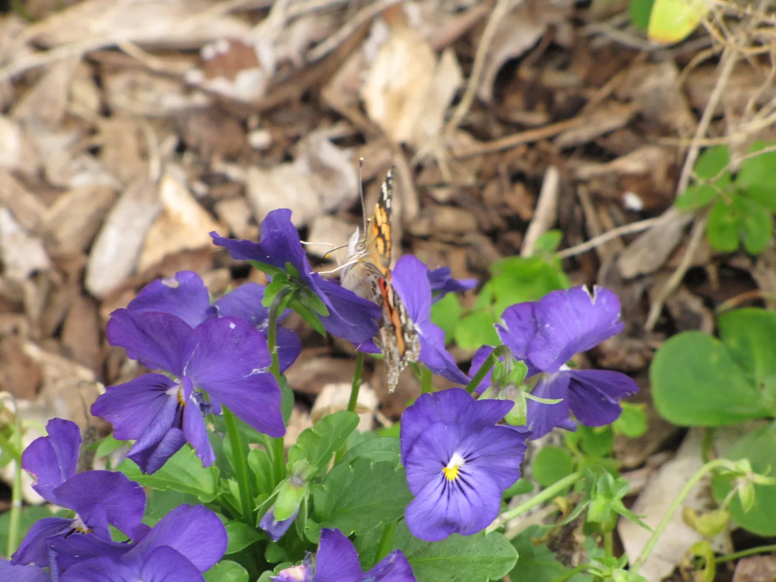 Common Pansy (Viola X Wittrockiana) — multi-colored and yellow flowers in the garden