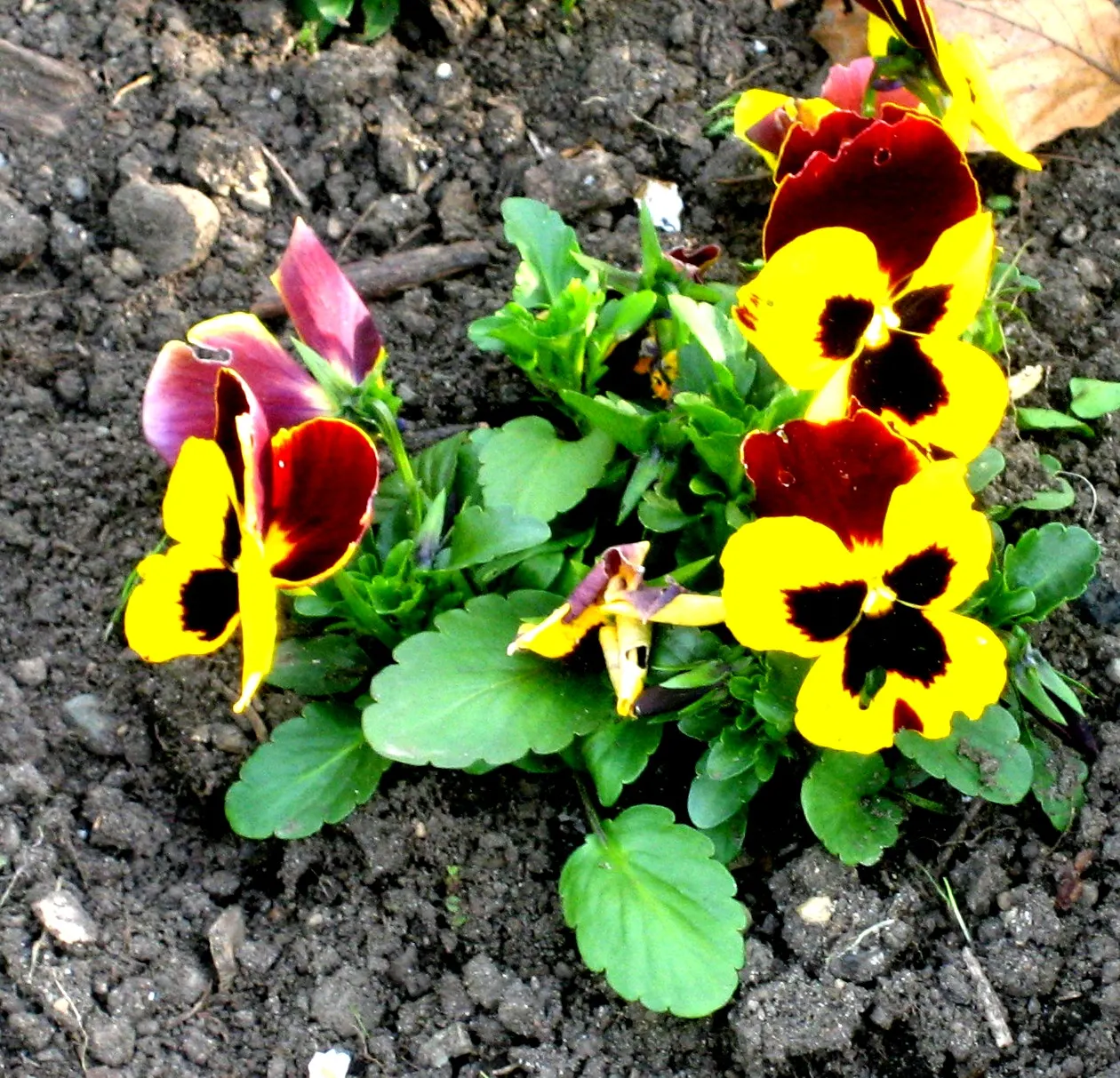 Common Pansy (Viola X Wittrockiana) — annual for full or half or shade; with minimal maintenance, these charming blooms will contribute, image 120