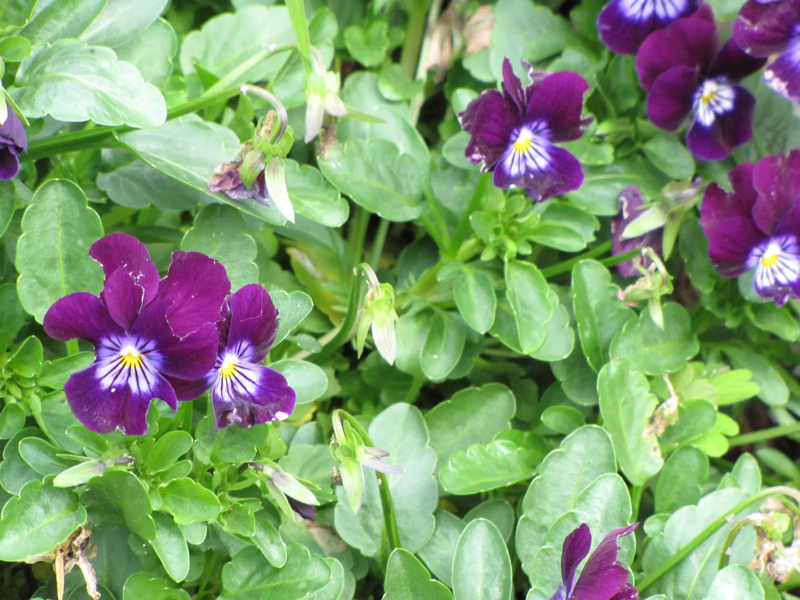 Common Pansy (Viola X Wittrockiana) — overlapping petals and a wide range of vibrant colors; and even bicolor variations