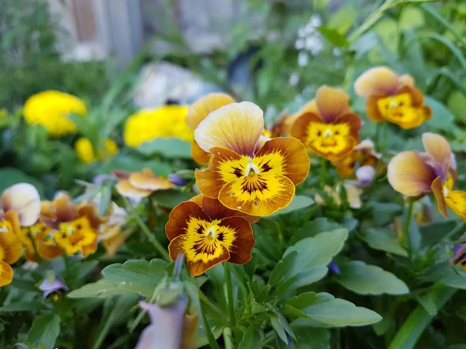 Common Pansy (Viola X Wittrockiana) — making it an excellent choice for ground cover or for adding splashes of color in borders; the Common Pansy, image 130