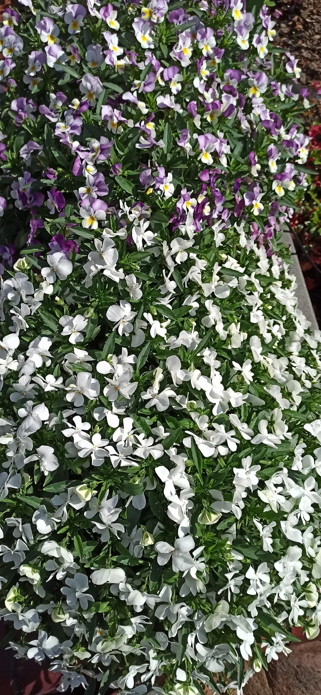 Common Pansy (Viola X Wittrockiana) — highly favored in landscape design for its array of vivid colors and robust adaptability; when advising, image 68