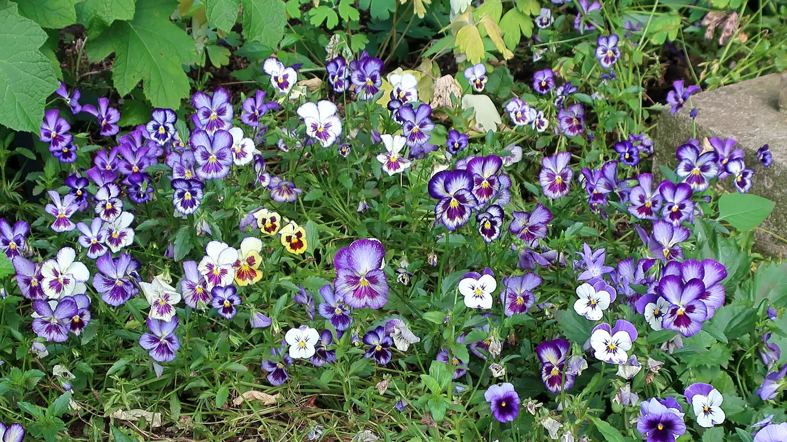 Common Pansy (Viola X Wittrockiana) — annual for full or half or shade; with minimal maintenance, these charming blooms will contribute eye-catching beauty to