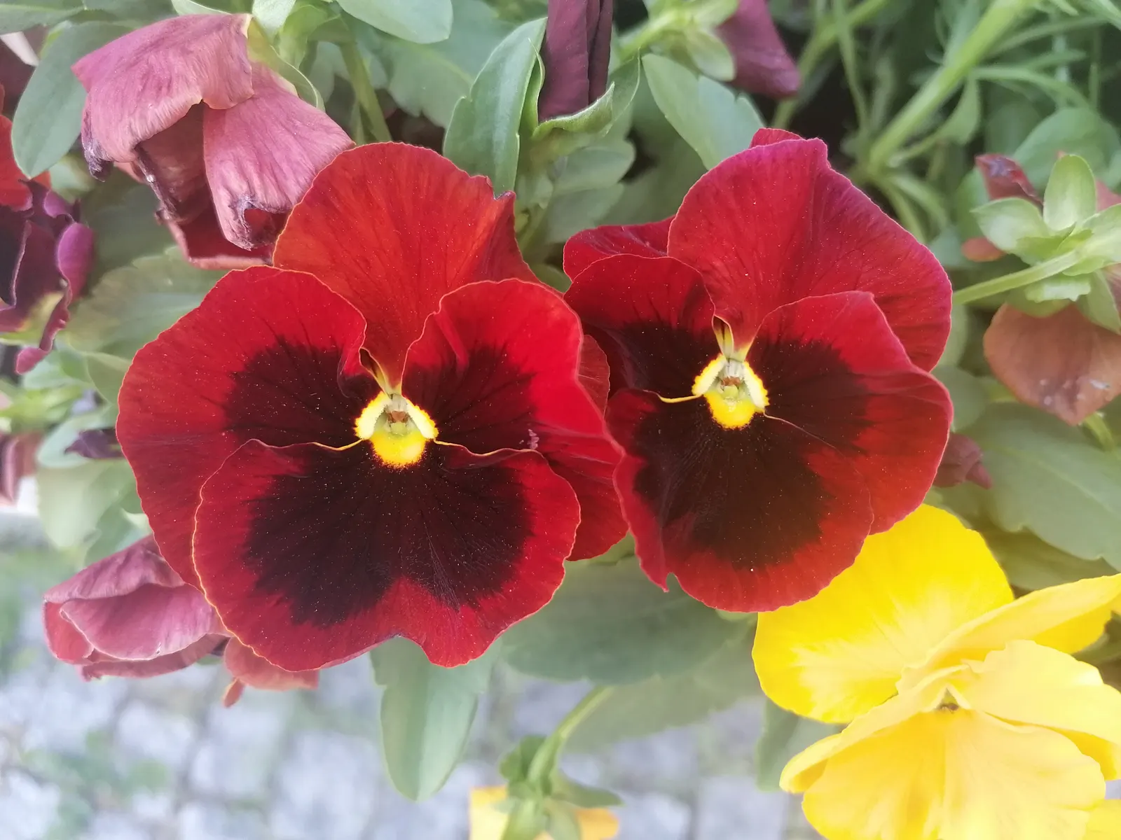 Common Pansy (Viola X Wittrockiana) — making them ideal for cooler planting zones; and a location that receives full to partial sunlight