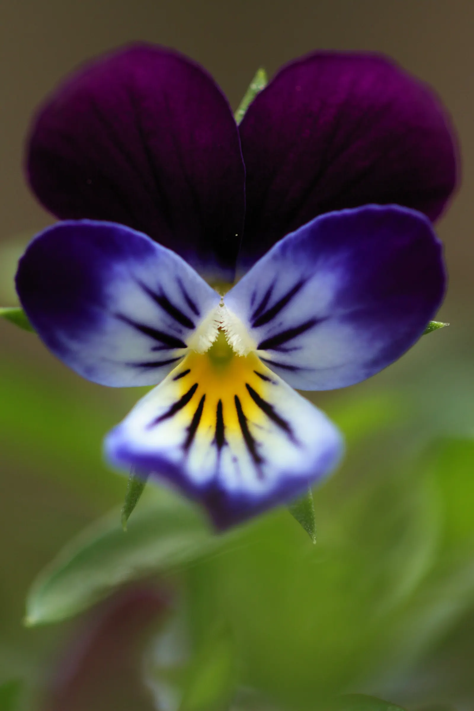 Common Pansy (Viola X Wittrockiana) — overlapping petals and a wide range of vibrant colors; and even bicolor variations, image 92