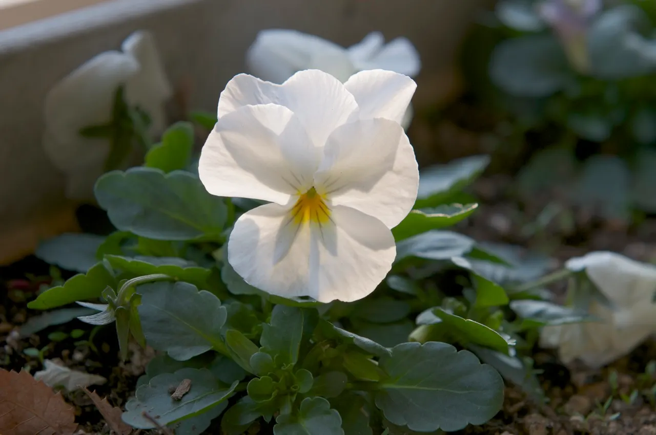 Common Pansy (Viola X Wittrockiana) — The Common Pansy (Viola x wittrockiana) stands out with a heart-shaped; this hardy plant is ideal for borders, image 61