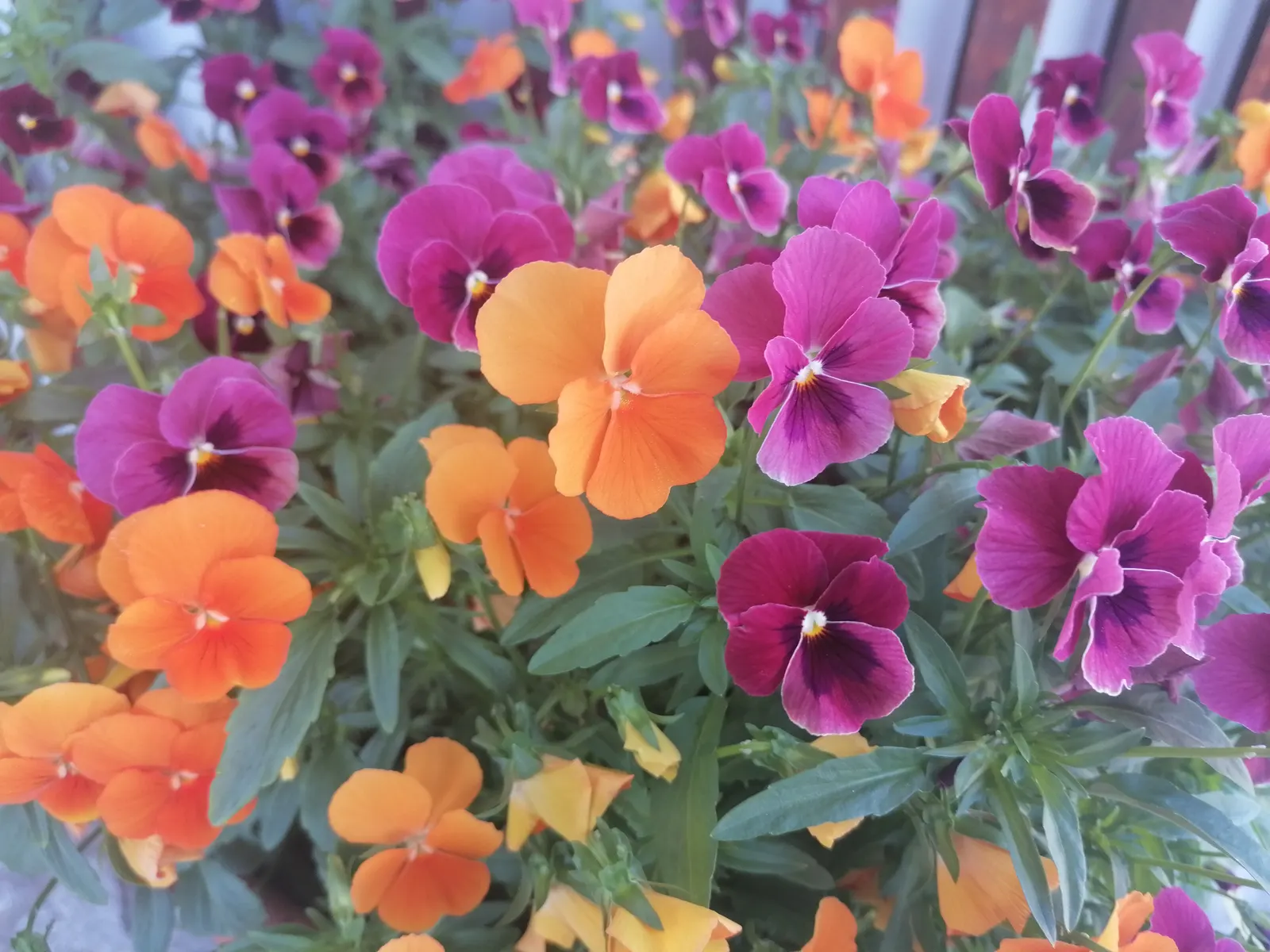 Common Pansy (Viola X Wittrockiana) — highly favored in landscape design for its array of vivid colors and robust adaptability; when advising clients on care