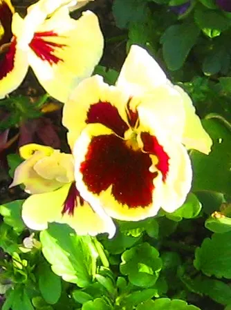 Common Pansy (Viola X Wittrockiana) — they thrive in temperatures between 40&deg;F and 60&deg;F; making it an excellent choice for ground cover or, image 109