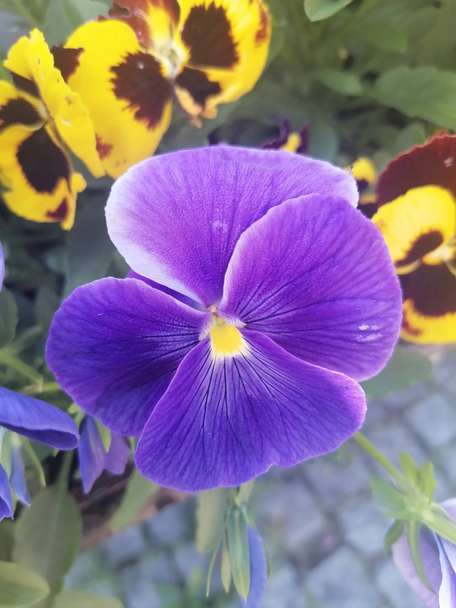 Common Pansy (Viola X Wittrockiana) — offer a prolonged display from early spring through late fall; it prefers full to partial sun and well-drained soil