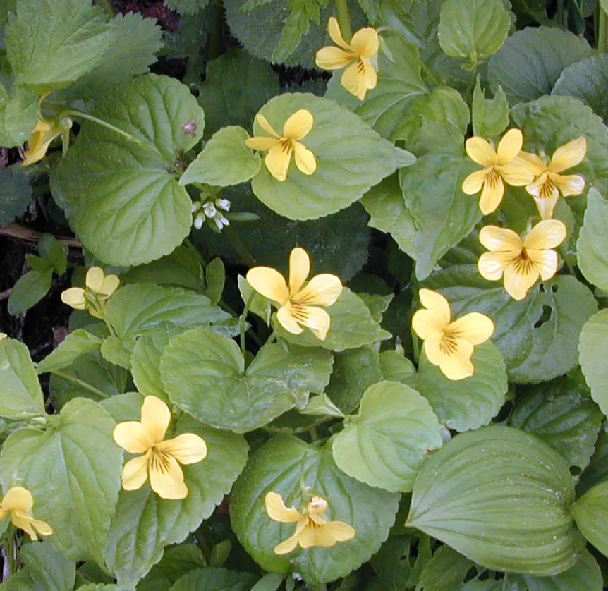 Common Pansy (Viola X Wittrockiana) — overlapping petals and a wide range of vibrant colors; and even bicolor variations, image 122