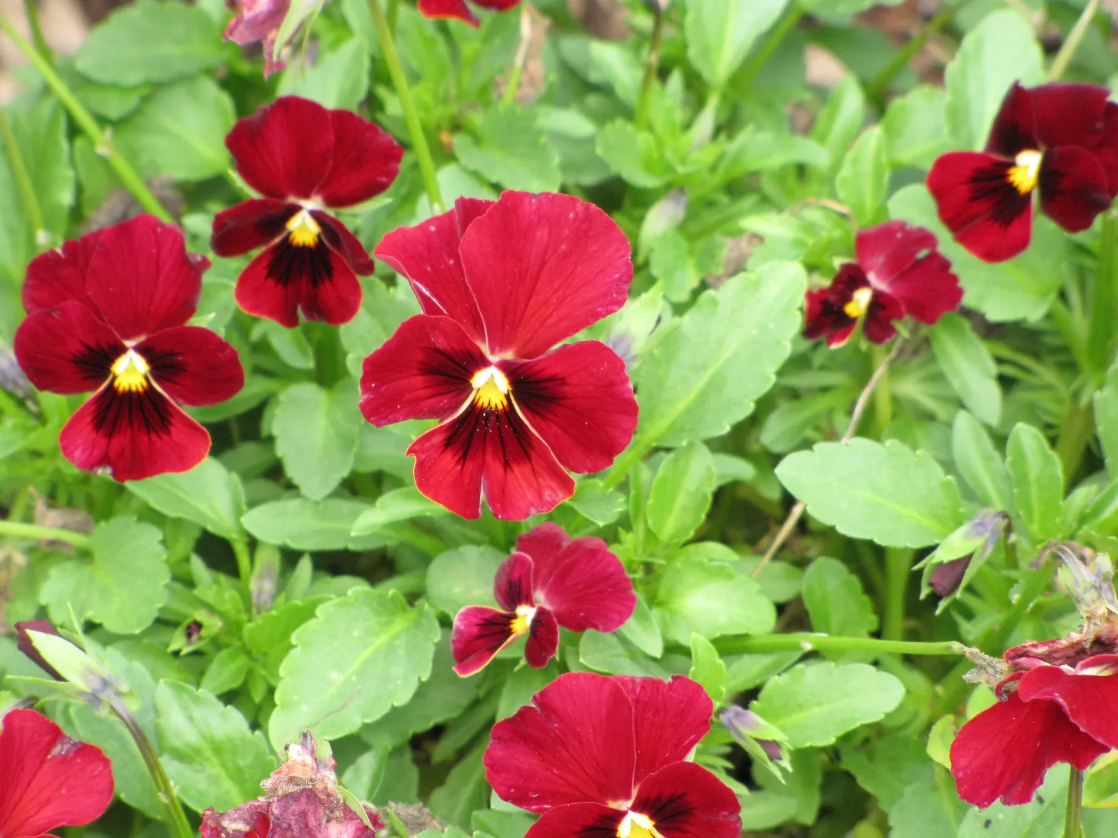 Common Pansy (Viola X Wittrockiana) — depending on the climate.<br><br>For optimal growth