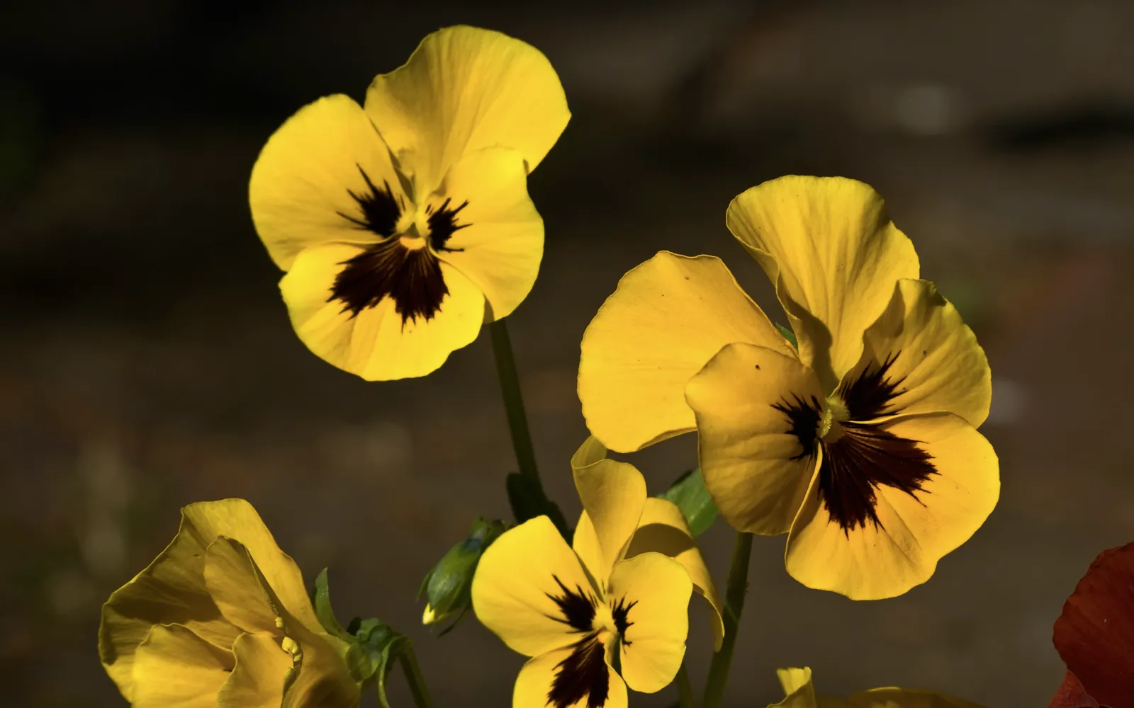 Common Pansy (Viola X Wittrockiana) — this hardy plant is ideal for borders and containers; as pansies perform best with consistent moisture, image 94