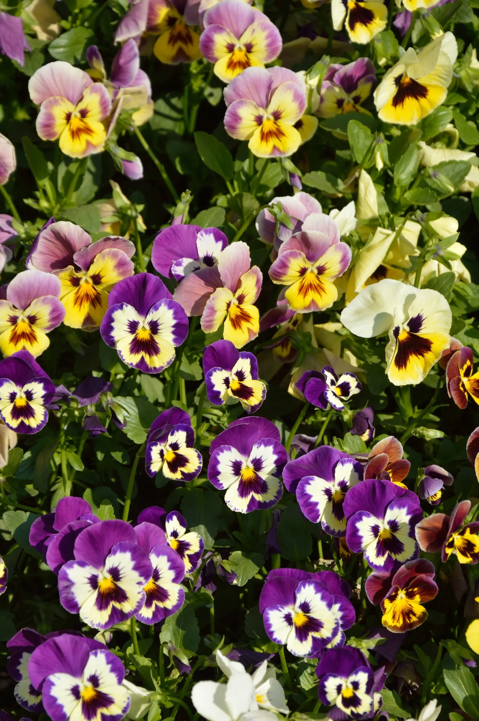 Common Pansy (Viola X Wittrockiana) — making them ideal for cooler planting zones; and a location that receives full to partial sunlight, image 80