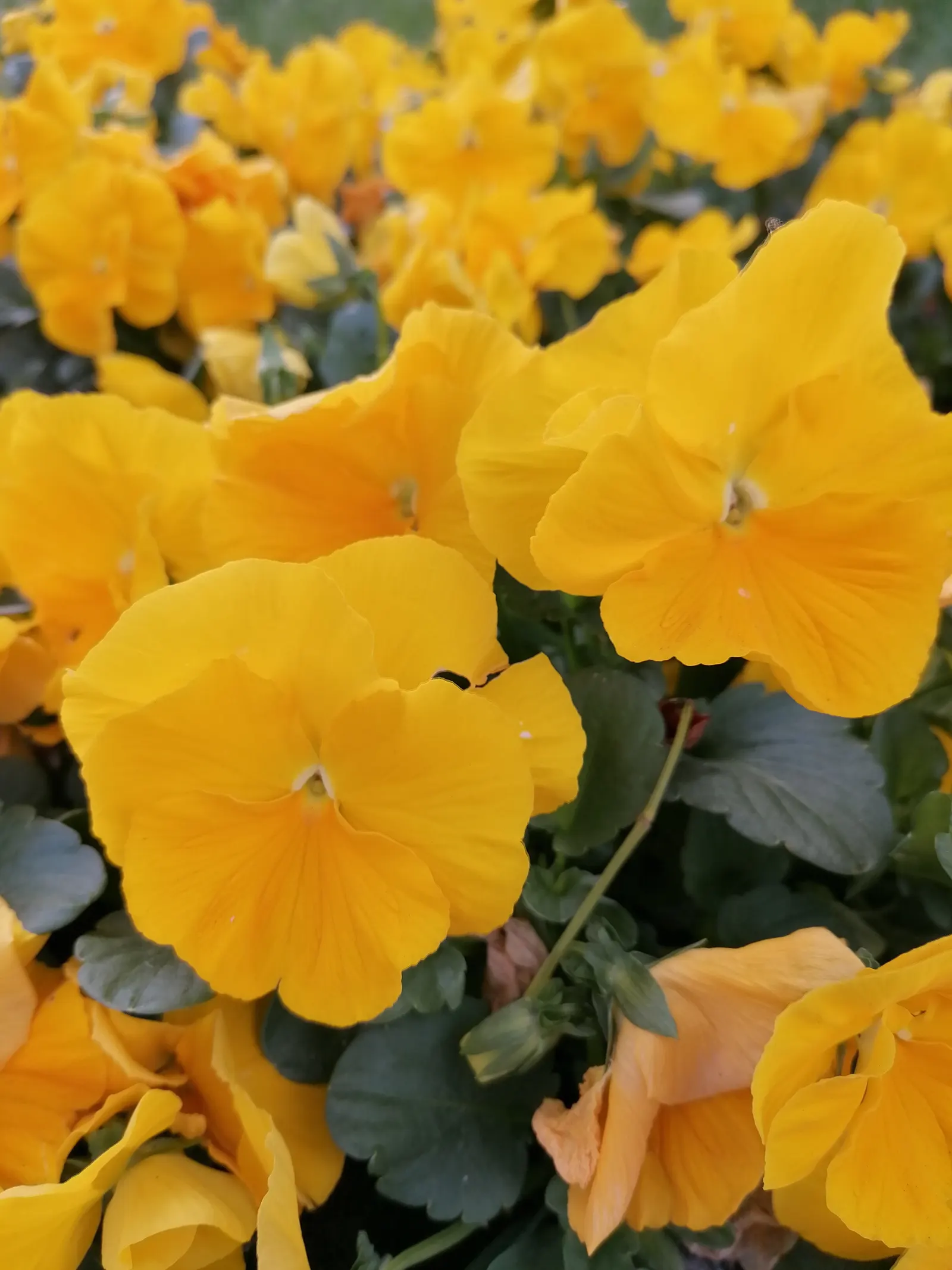 Common Pansy (Viola X Wittrockiana) — they prefer well-drained soil with a moderate amount of organic matter