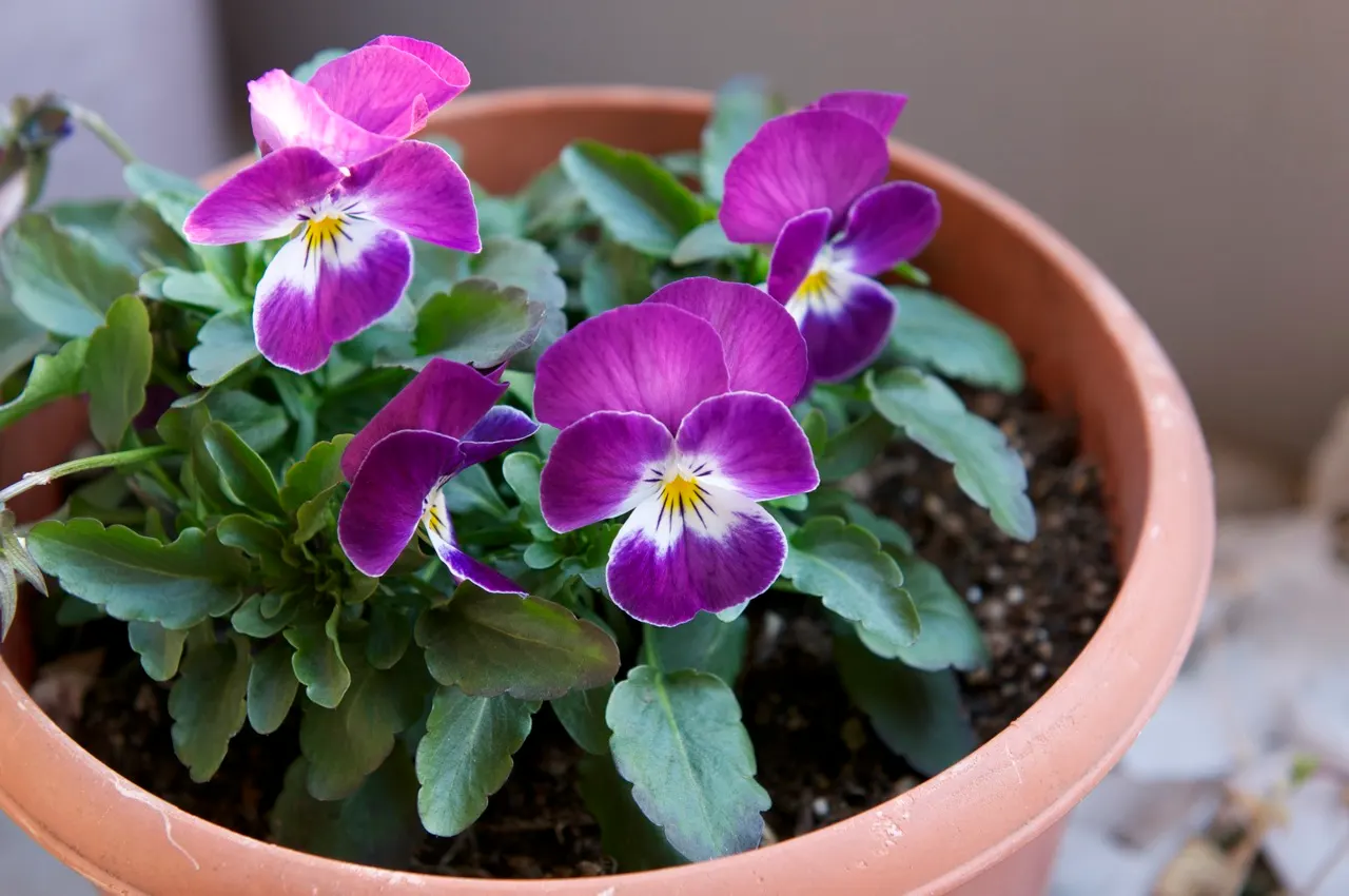 Common Pansy (Viola X Wittrockiana) — Pansies add a splash of color in spring and fall, being frost-tolerant and blooming with proper deadheading, image 66