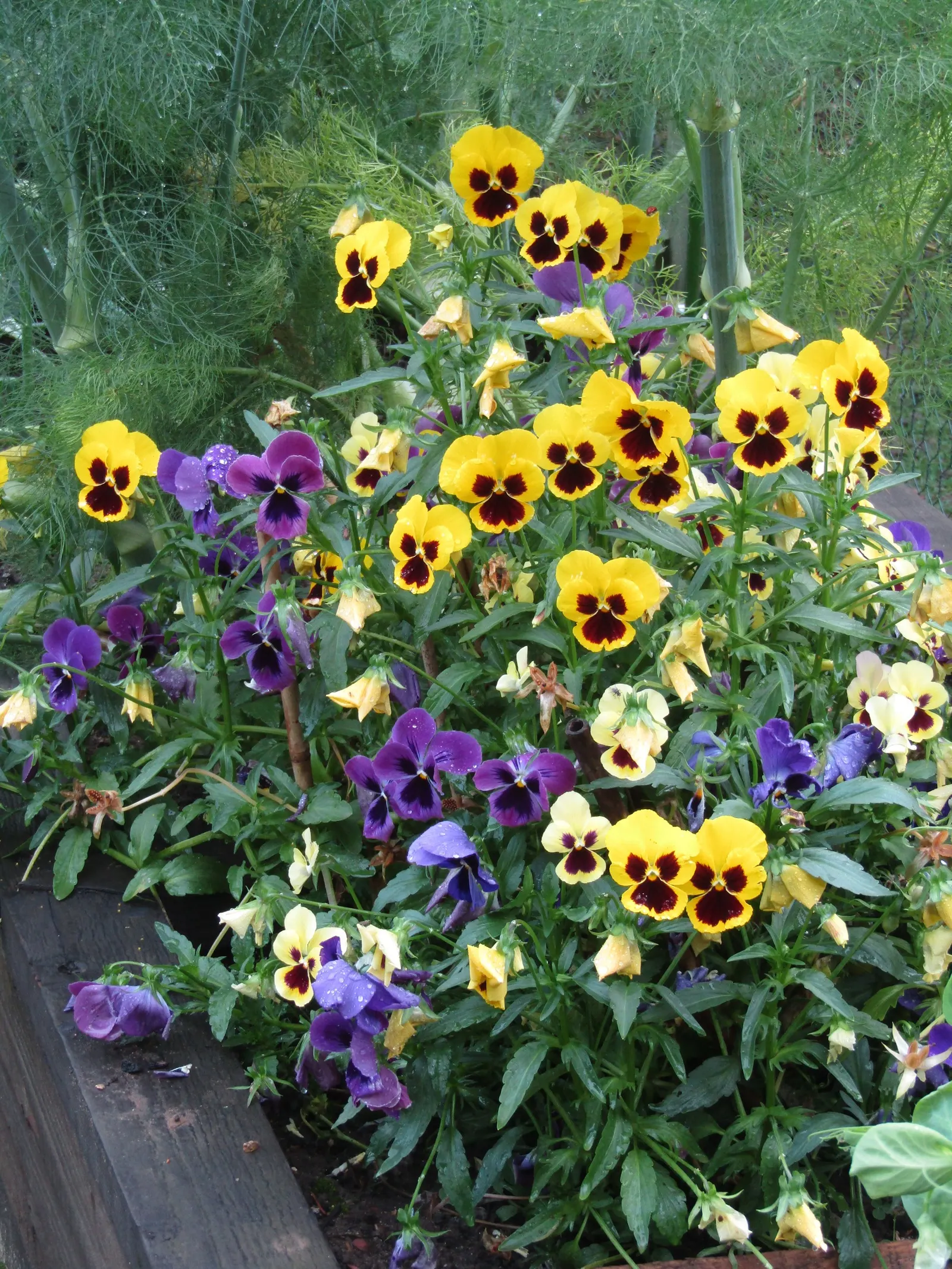 Common Pansy (Viola X Wittrockiana) — depending on the climate.<br><br>For optimal growth; often with charming face-like center markings, image 105
