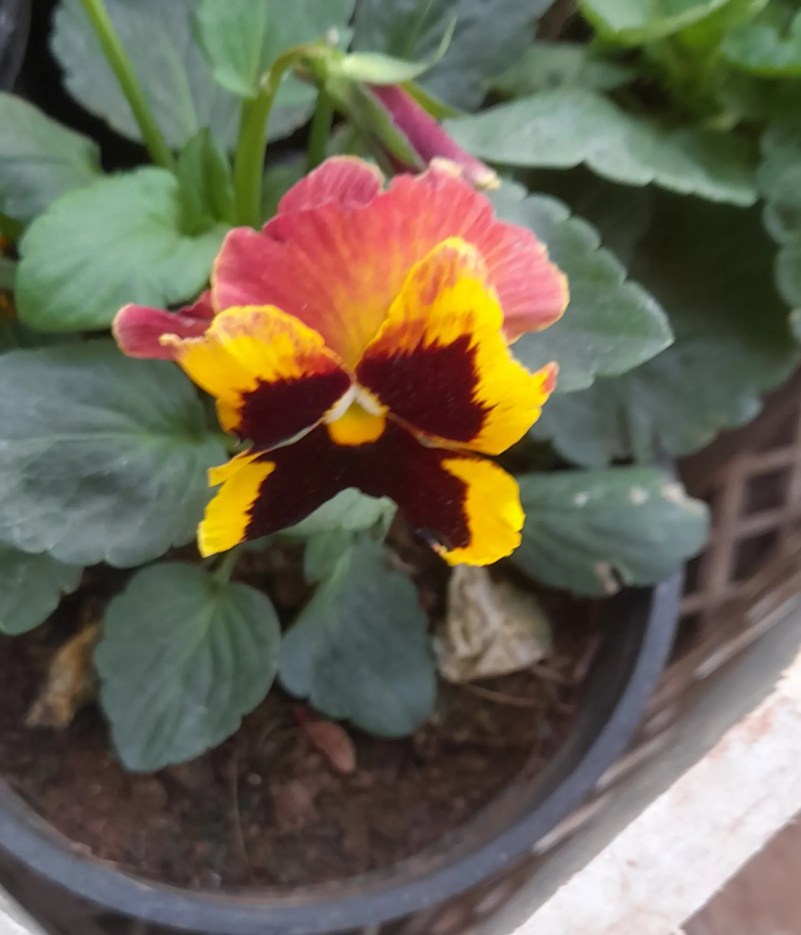 Common Pansy (Viola X Wittrockiana) — remind them to water regularly; depending on the climate.<br><br>For optimal growth, image 114
