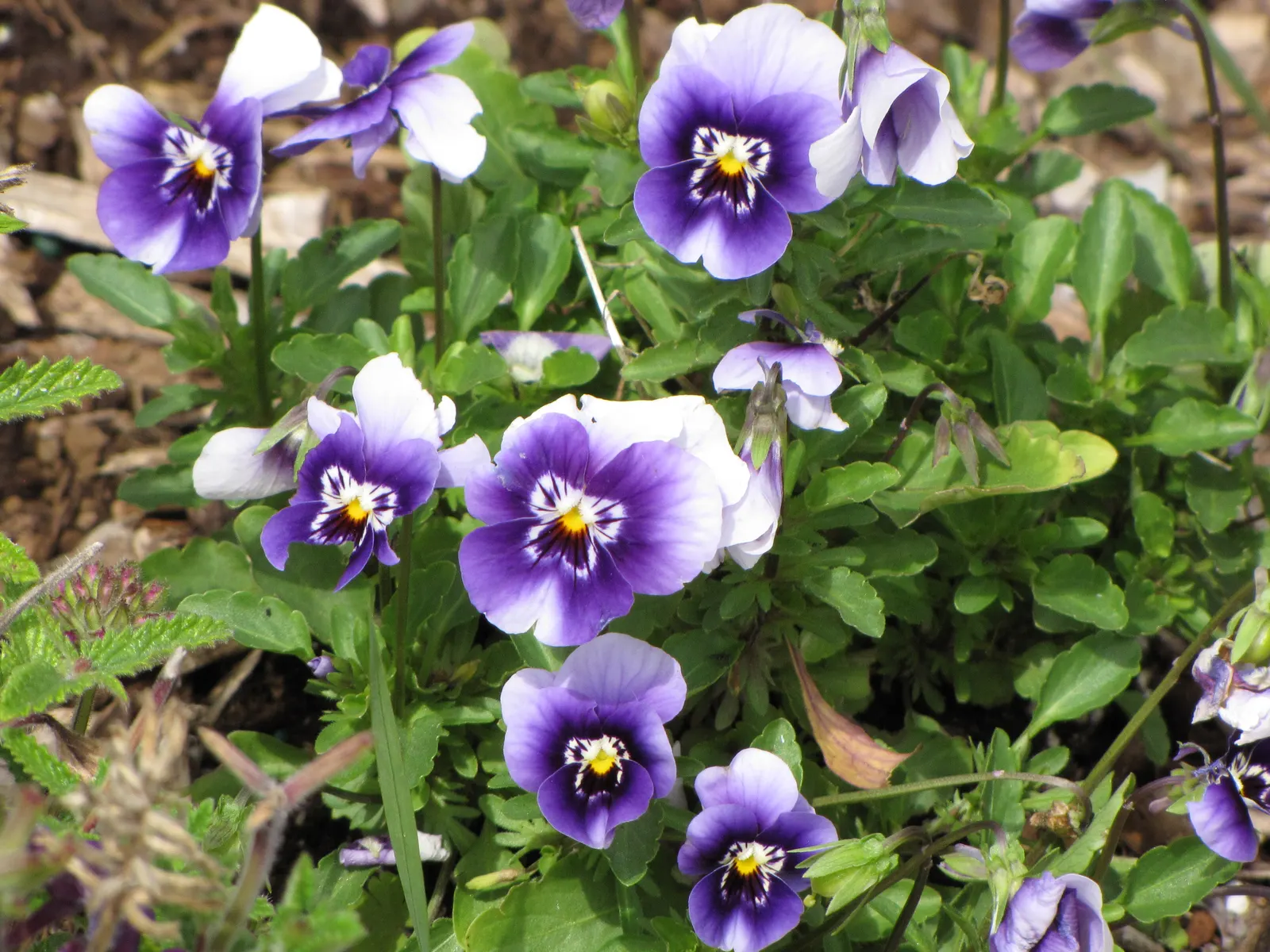 Common Pansy (Viola X Wittrockiana) — integrating seamlessly into a garden's ecosystem