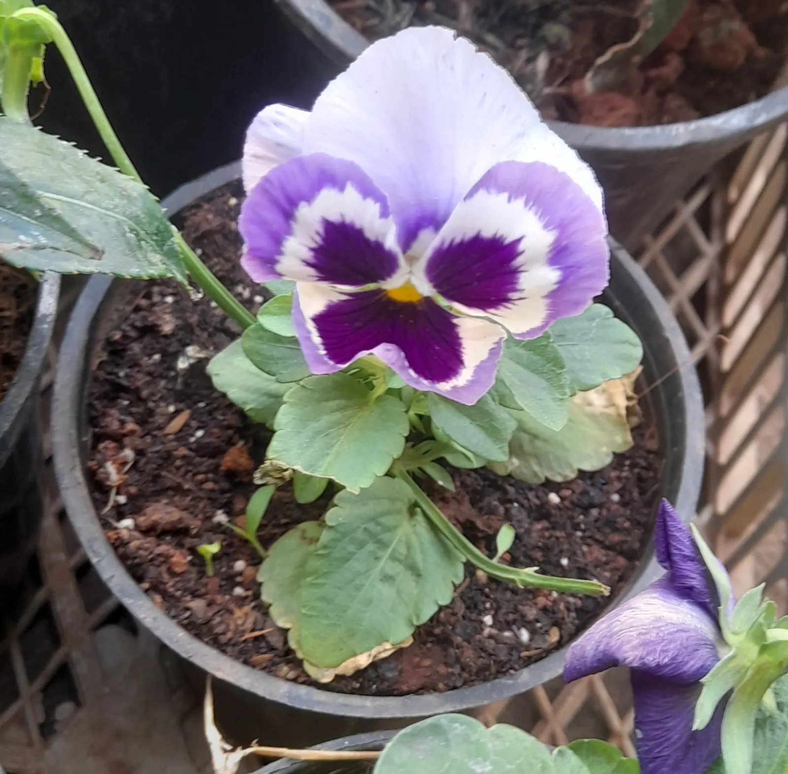 Common Pansy (Viola X Wittrockiana) — The Common Pansy (Viola x wittrockiana) stands out with a heart-shaped; this hardy plant is ideal for borders, image 121