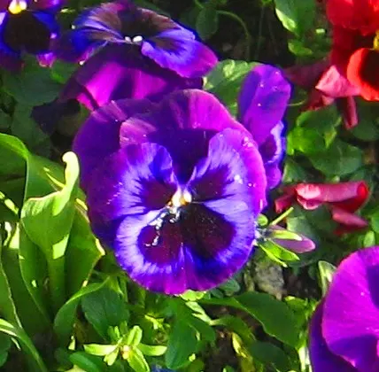 Common Pansy (Viola X Wittrockiana) — making it an excellent choice for ground cover or for adding splashes of color in borders
