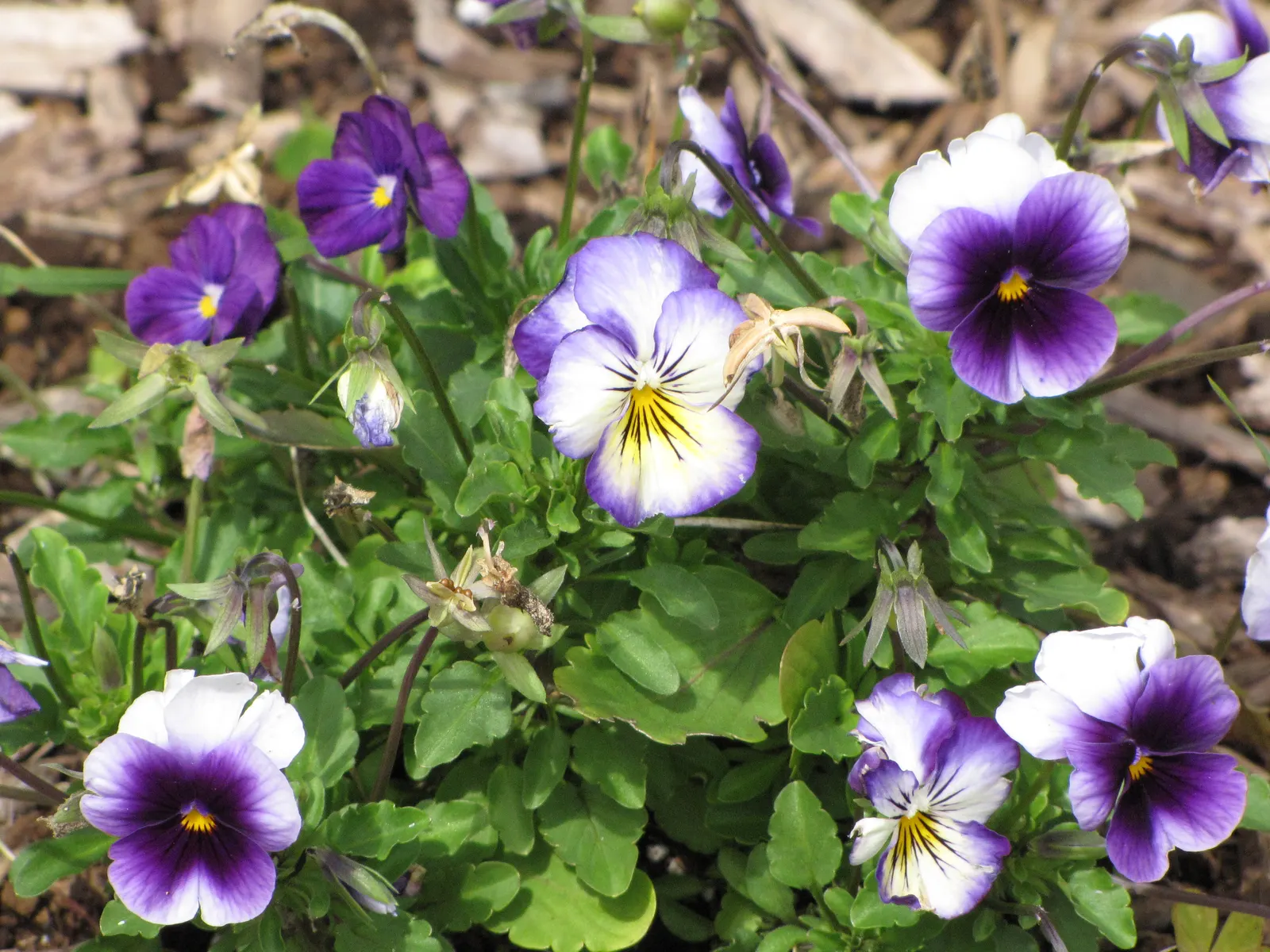 Common Pansy (Viola X Wittrockiana) — When advising clients on care; highly favored in landscape design for its array of vivid colors and robust adaptability