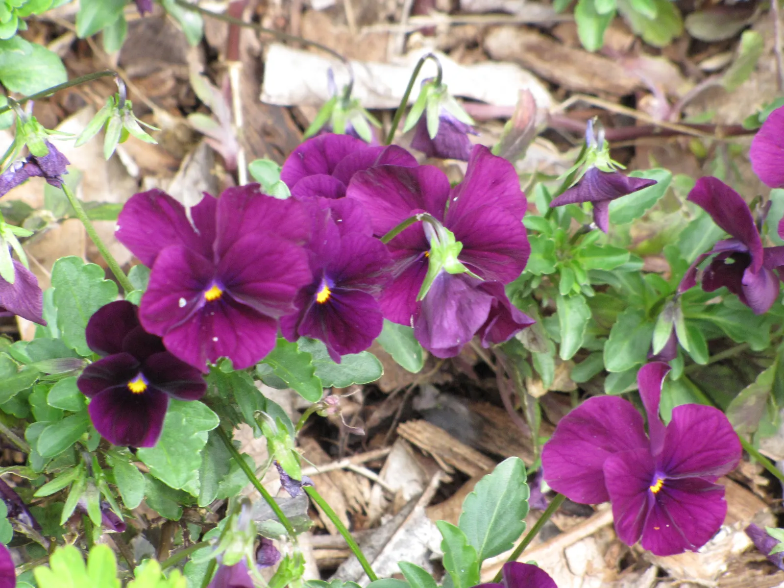 Common Pansy (Viola X Wittrockiana) — which measure about 2 to 4 inches across; multi-colored and yellow flowers in the garden