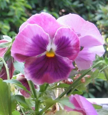 Common Pansy (Viola X Wittrockiana) — they prefer well-drained soil with a moderate amount of organic matter; they thrive in temperatures between, image 106
