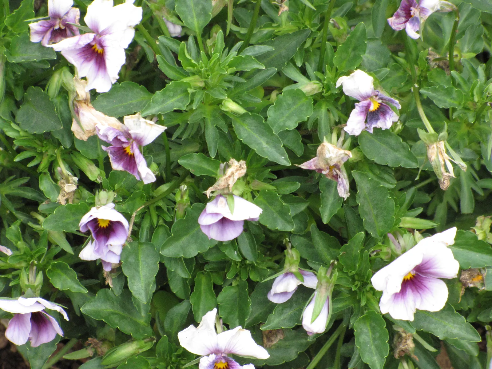 Common Pansy (Viola X Wittrockiana) — Typically growing to about 6-9 inches in height and spreading up to 9-12 inches